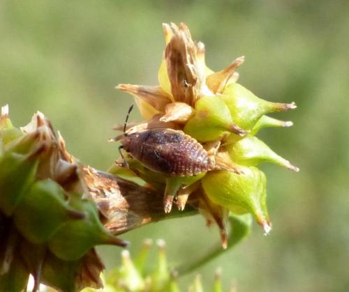 Réf. 283 911 : Cymus glandicolor